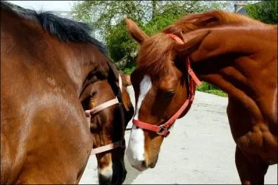 O se situe le petit ssamode ?