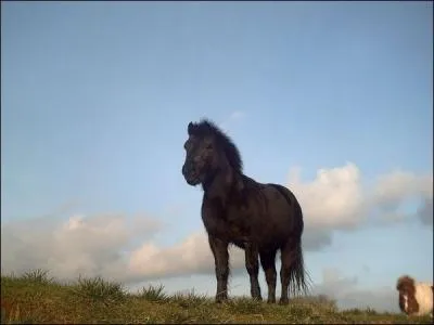 Combien de vertbres coccygiennes possde le cheval ?