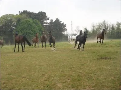 Lorsqu'un cheval se djuge, la trace de l'antrieur est :