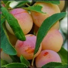 Combien pse une mirabelle de Nancy ?