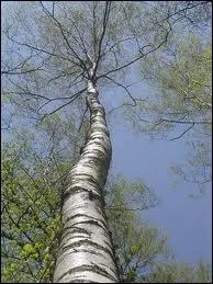 Le mot commence par : O...