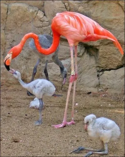 D'o provient la couleur rose des flamants ... roses ?