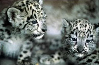 Dans quel pays, une police spciale a-elle-t cre pour protger le lopard des neiges ?