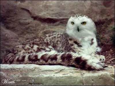 La nature est incroyable, la preuve !