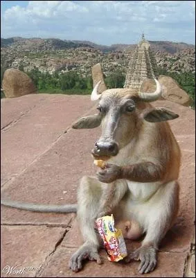 C'est un croisement venu tout droit d'Asie !