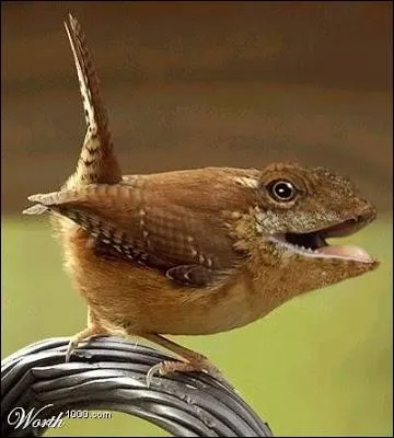 Sr que les zoos en voudraient bien un spcimen !