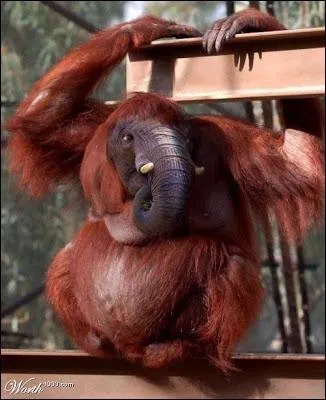 Un trs grand succs pour les chercheurs indonsiens !