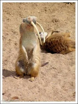 Une drle d'allure, non ? Profitez-en, vous ne la verrez pas tous les jours !