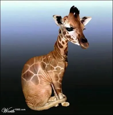 Il a fallu beaucoup d'essais pour obtenir ce croisement !