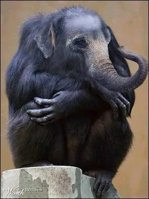 Pas facile, elle voulait pas, mais finalement, il y est arriv ...