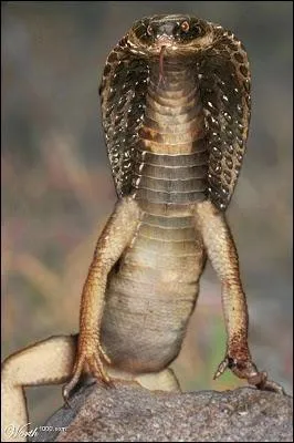 Il aurait sa place dans une pyramide, parmi d'autres dieux !