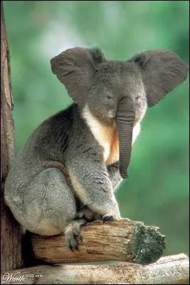 Je me demande bien ce qu'il peut manger !