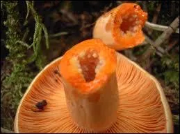 La seconde personne que j'ai connue était Aimé. Il m'avait reproché une faute de frappe dans le nom d'un champignon appelé aussi "sanguin" :