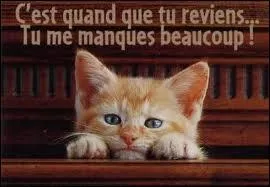 Quant à Yéyéfanie, il a déserté Quizz Biz et je lui demande : "Dis quand reviendras-tu ? " comme chantait :