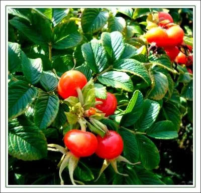 Qu'est-ce que   la bergamote  ?