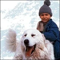 Ah le charme dsuet mais bien rel de cet adorable petit garon, Sbastien, courant dans la neige avec son chien, Belle, un Montagne des pyrnes. Mehdi tait Sbastien et qui tait Belle ?