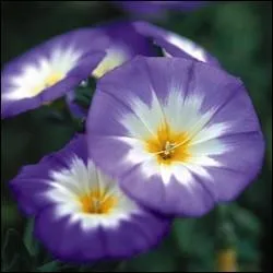 Pourquoi cette jolie fleur est-elle appele Belle de jour ?