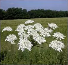 O doit-on placer dornavant le trma dans cette srie de mots ?