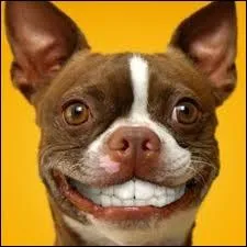 Comment devrait-on écrire ce mot d'origine anglaise ? (toujours après la réforme de 1990)