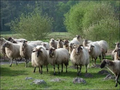 Quelle est l'orthographe que l'Académie préfère ?
