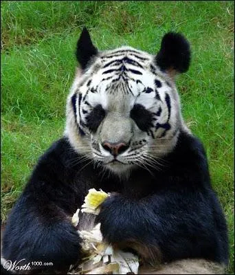 Je l'aime, un peu, beaucoup, passionnment ...