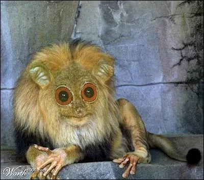 S'il existait vraiment, il rugirait aux Philippines, je lui ai trouv un surnom !