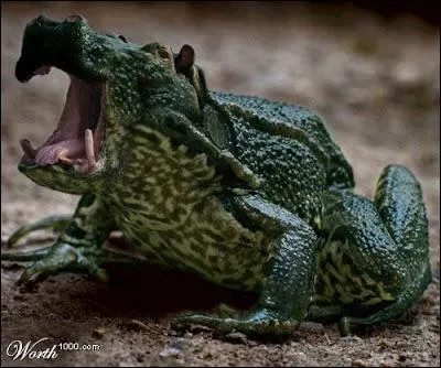 Essayons de trouver le nom le plus appropri !