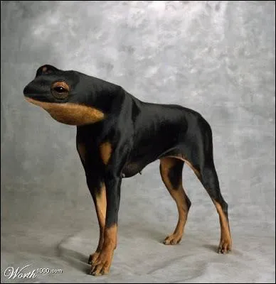 Quel cri peut pousser cet trange chien ?