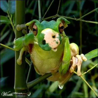 Une race trange, venue d'ailleurs !