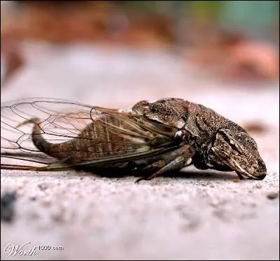 Il m'a fallu des annes d'tudes pour arriver  ce rsultat !