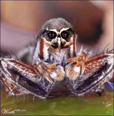 Hulule tout en se faisant une toile !