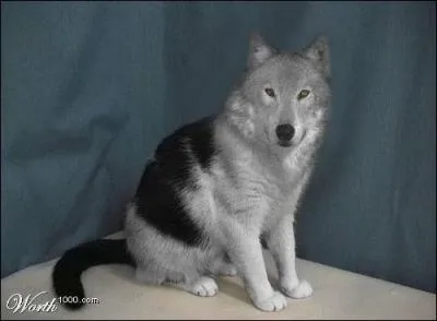 Hurlez  la lune et cliquez utile !