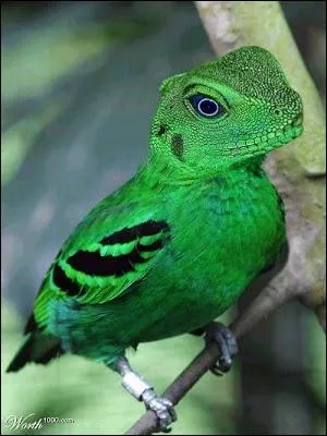 Souriez, le petit oiseau va sortir !