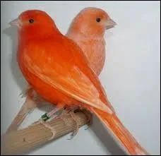 Que fait-on pour obtenir un canari dont la couleur naturelle est le rouge ?