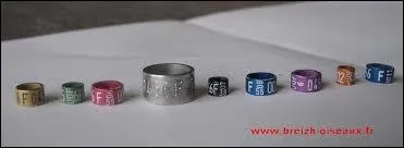 Combien de temps aprs leur naissance bague-t-on les oiseaux ?