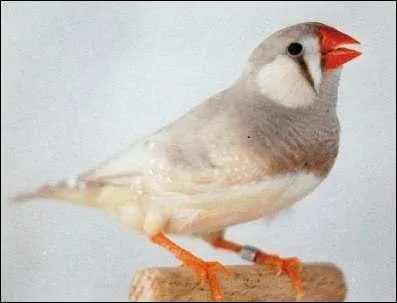 Quel est cet oiseau ?