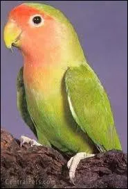 Quel est ce type d'insparables ?