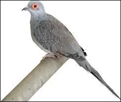 Quel est ce type de  caille et colin  ?