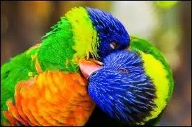 Comment s'appelle ce type d'oiseaux ?