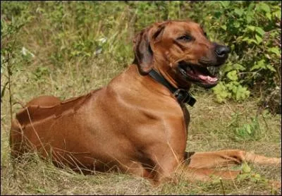 Quelle est cette race ?