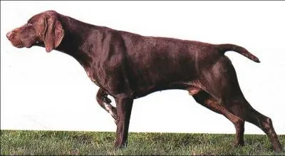 Quelle est cette race ?