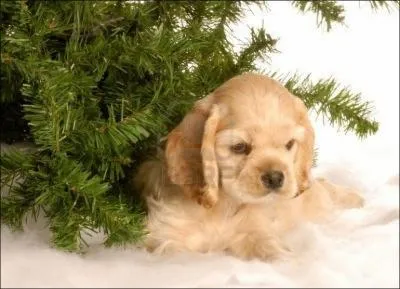 Quelle est cette race ?