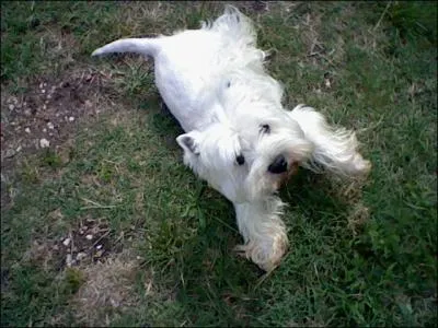 Quelle est cette race ?