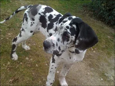 Quelle est cette race ?