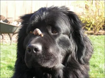 Quelle est cette race ?