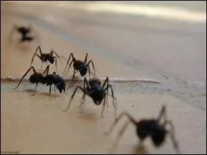 Il y a six fourmis qui marchent sur du...