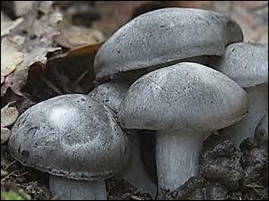 Ce champignon printanier est un bon comestible, il s'agit de l'hygrophore :