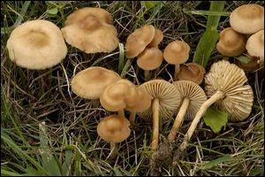 Voici le marasme d'oréade appelé  faux mousseron , allez-vous vous régaler avec ce champignon ?