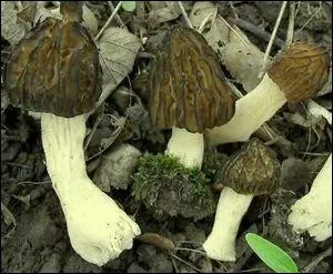 Quel est le nom usuel de la morille btarde qu'il faut bien faire cuire ?