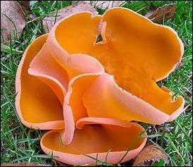 Quel est ce beau champignon ?